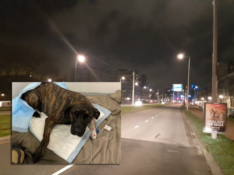 Rotterdamse politie zoekt bestuurder witte bestelbus na aanrijding met hond