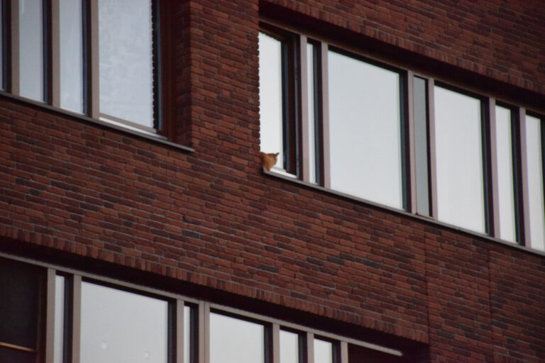 Kat ligt te chillen en loopt naar binnen bij aankomst van de brandweer Ronsseweg Gouda