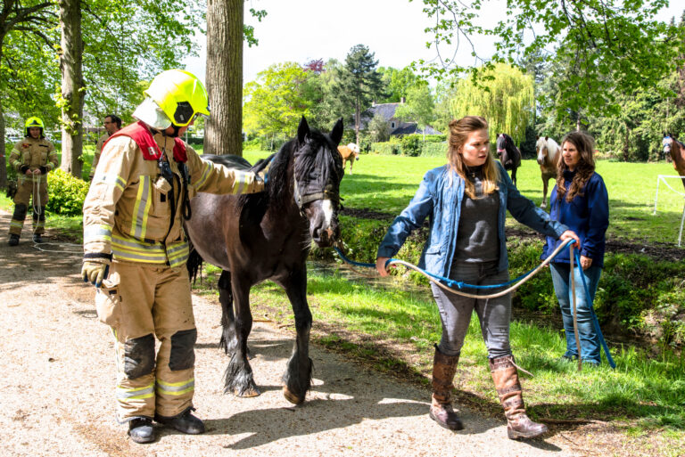 Brandweer haalt paard uit de sloot Dorpsdijk Rhoon