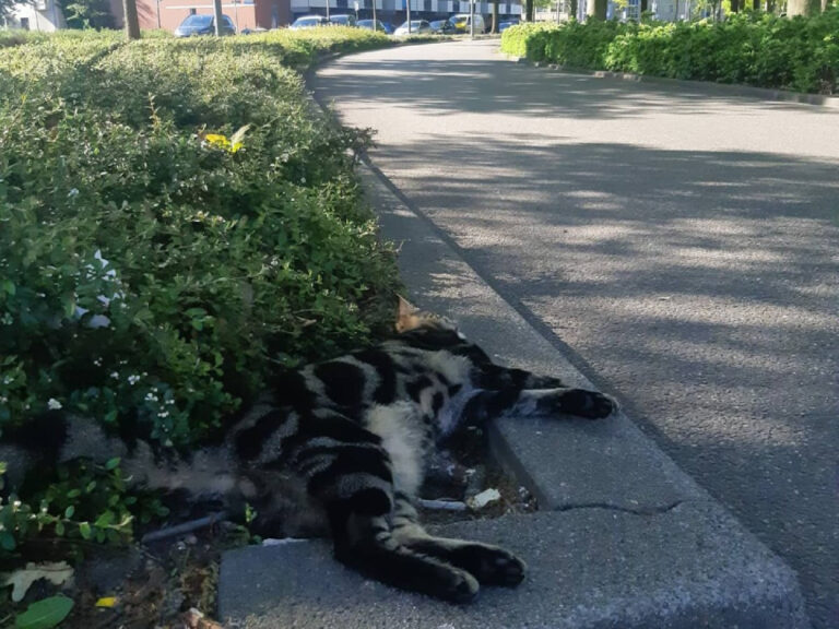 Politie op zoek naar getuigen doodgereden kat Grote Beer Rotterdam