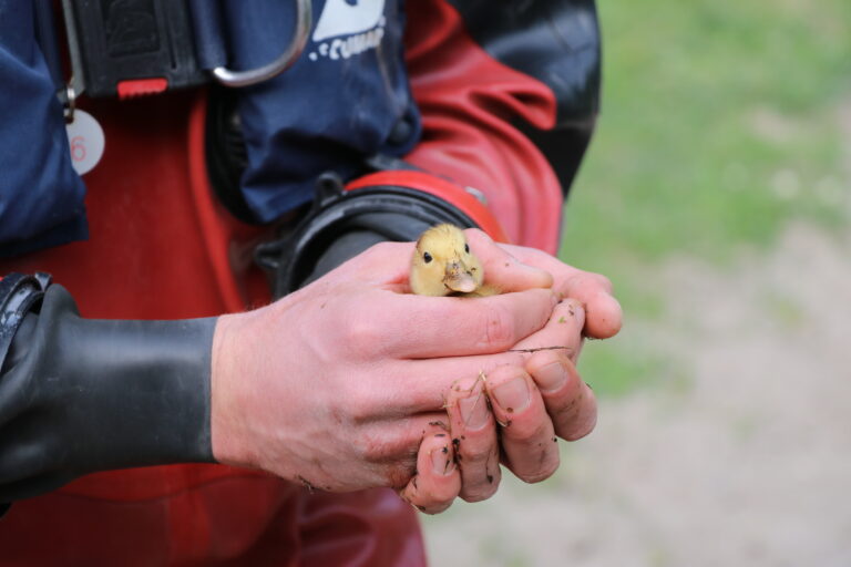 Brandweer redt baby eend uit rioolbuis Konijnenpad Capelle aan den IJssel