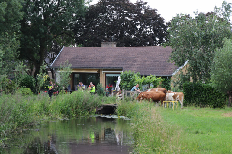 Kudde koeien op de loop Ouverturelaan Krimpen aan den IJssel