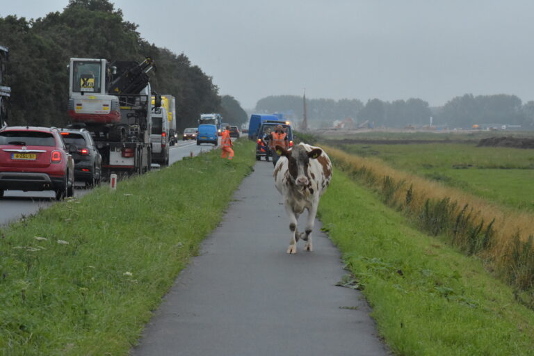 Koe neemt de benen Doenkade – N209 Rotterdam