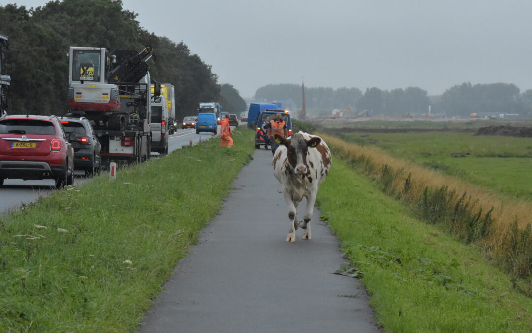 Koe neemt de benen Doenkade – N209 Rotterdam