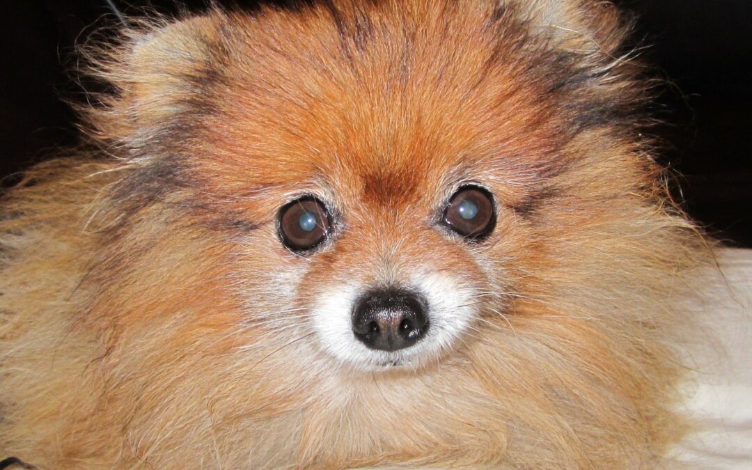 Vrouw (27) slaat hond dood in Gorinchem na plasje in huis
