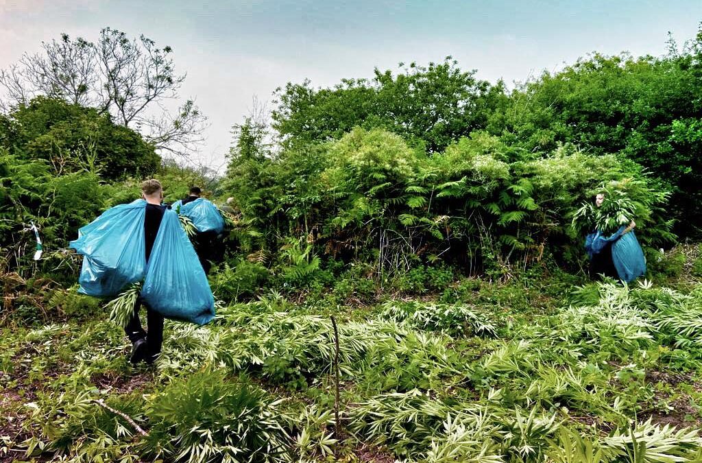 Wietplantages opgerold in natuurgebied Goeree-Overflakkee