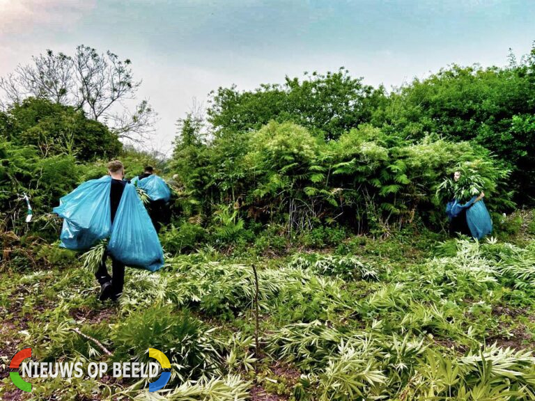 Wietplantages opgerold in natuurgebied Goeree-Overflakkee