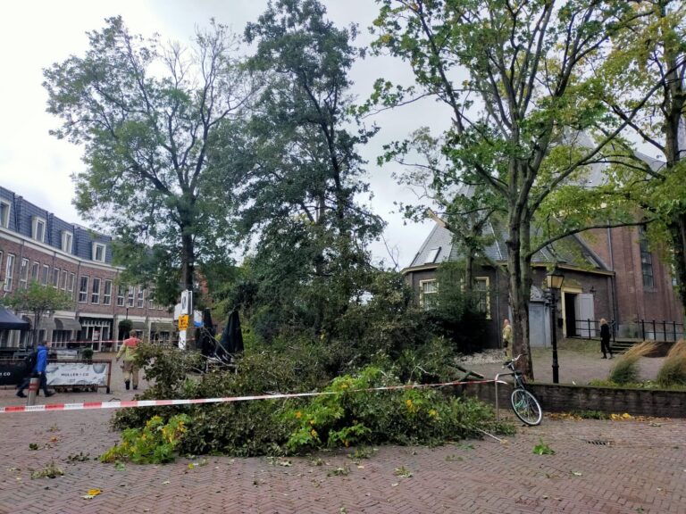 Boom valt om op Kerksingel in Berkel en Rodenrijs