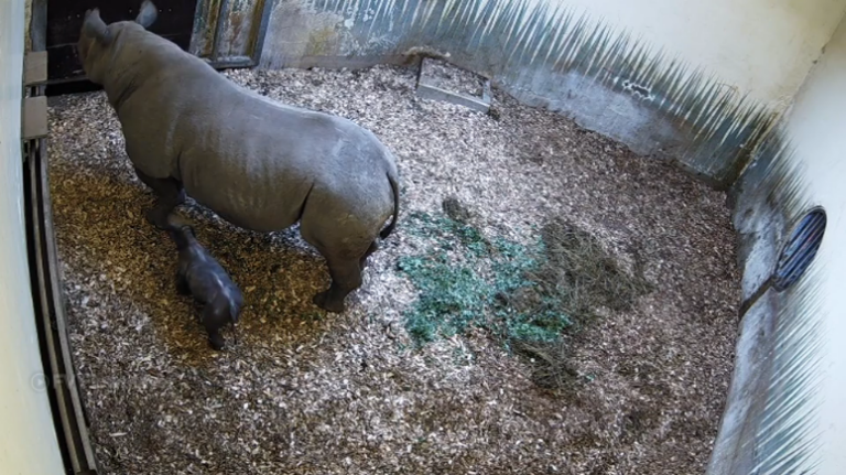 Zwarte neushoorn geboren in diergaarde Blijdorp; ‘Kom online op kraamvisite’