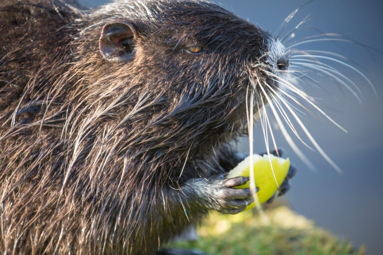 Rat gaat ervandoor met “handgranaat” in Rotterdam