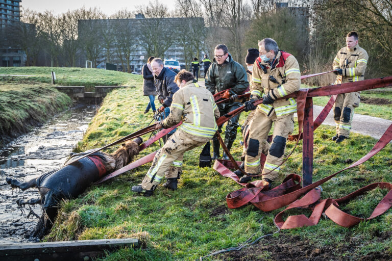 Pony te water Ommoordse Veld Rotterdam