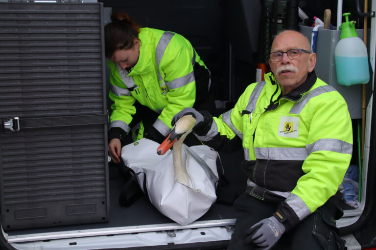 Zwaan blijft gehavend achter na gevecht in Spijkenisse
