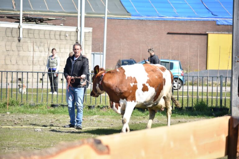 Koe maakt bommetje in Merwehaven Gustoweg Rotterdam