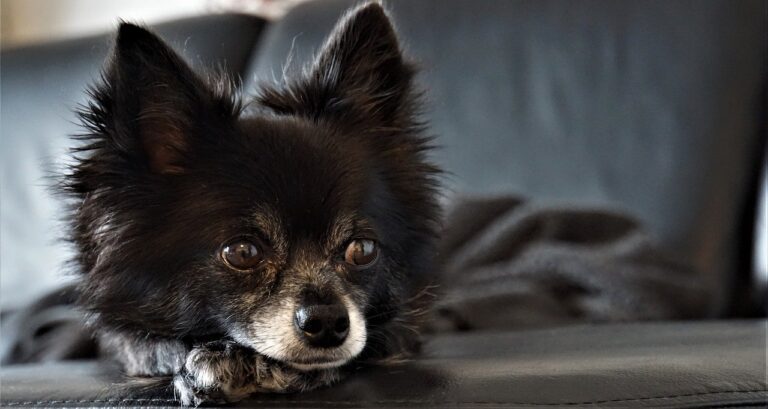 Pitbull bijt Chihuahua dood in Capelle a/d IJssel