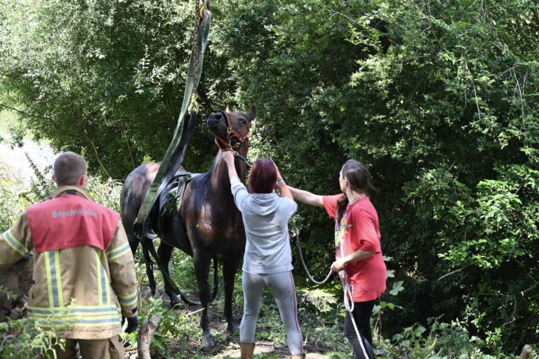 Paard raakt te water Drieëndijk Heenvliet