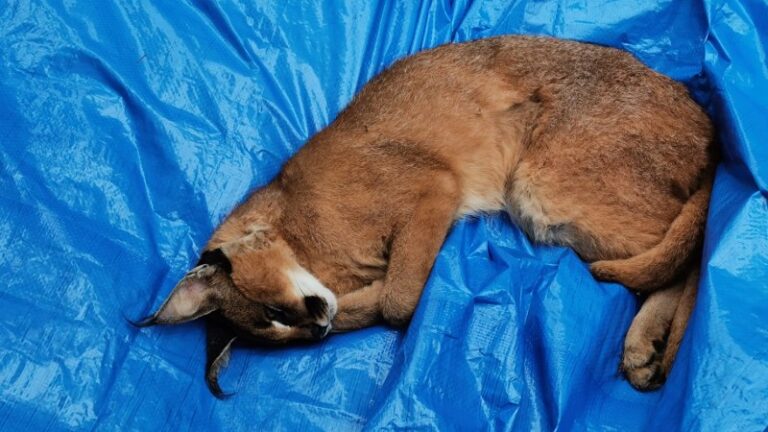 Rotterdammer (24) aangehouden voor illegaal bezit exotische dieren