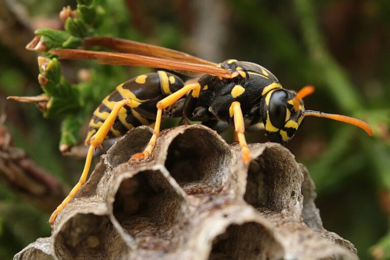 Wat moet u doen als u een wespennest in de tuin heeft