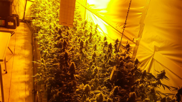 Politie rolt hennepkwekerij op Hoekeindseweg Bleiswijk