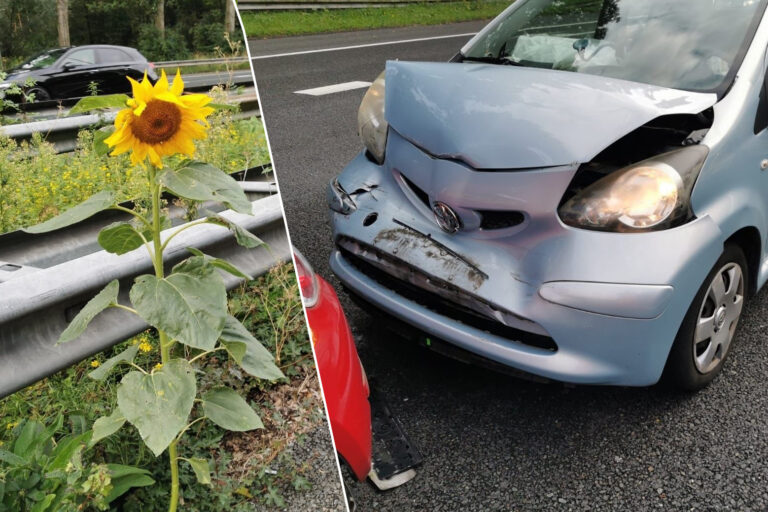 Zonnebloem veroorzaakt aanrijdingen op A20 bij Nieuwerkerk