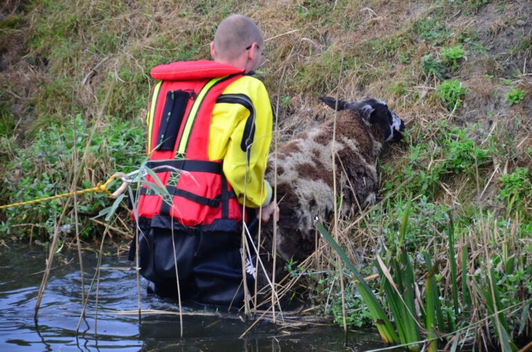 Schaap neemt duik in sloot Wildersekade Bergschenhoek