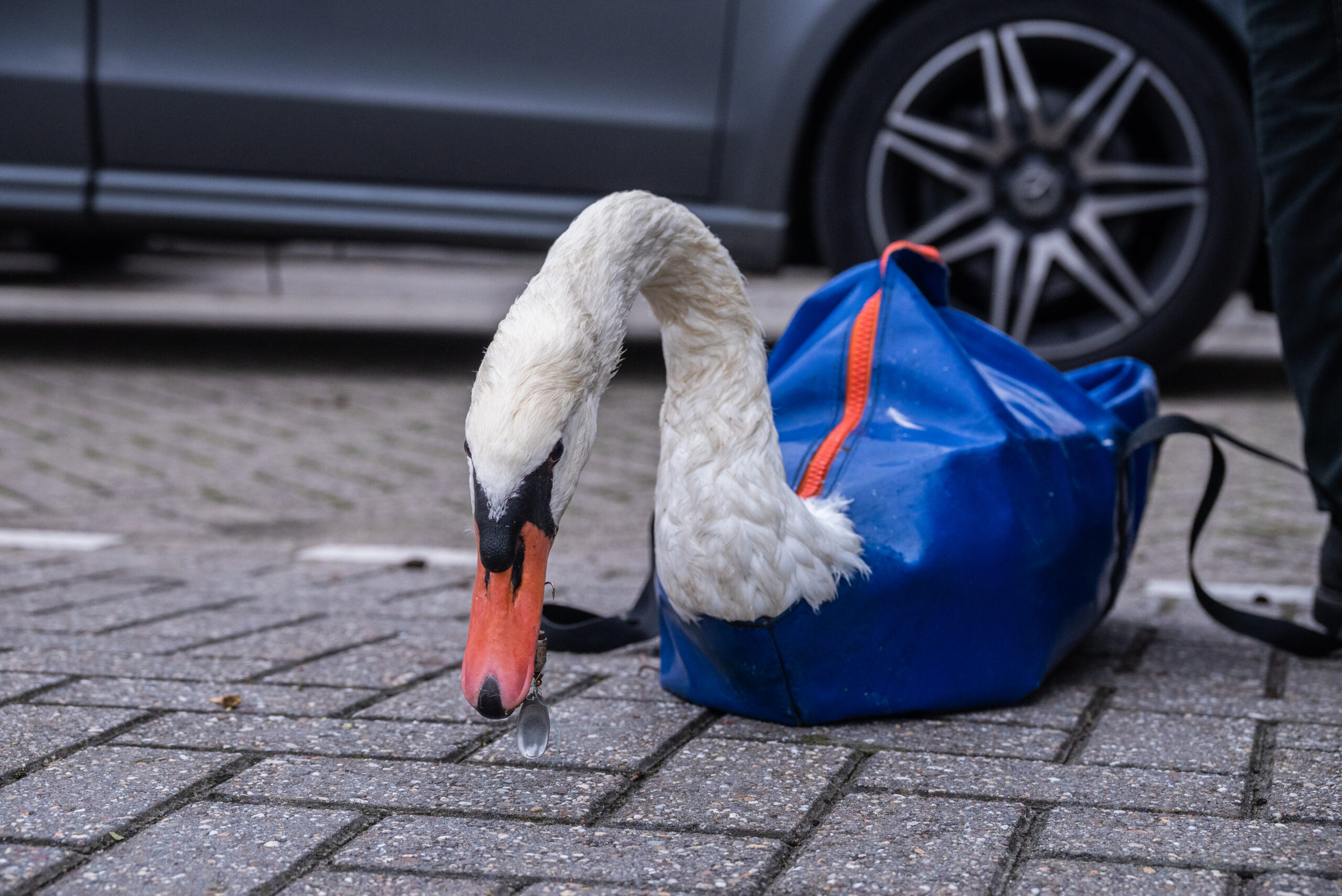 Zwaan met vishaak in bek gered door de Zwanengroep Zuytland Buiten Simonshaven