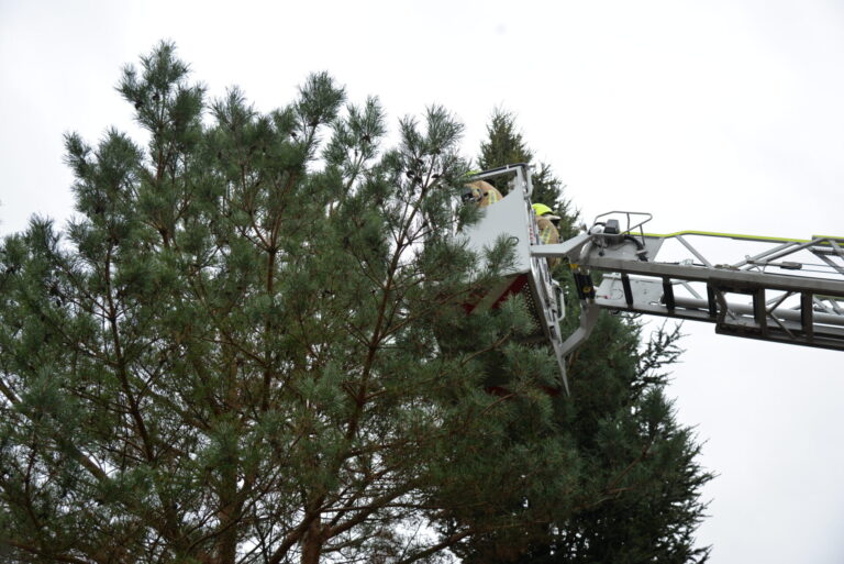 Brandweer haalt kat uit de boom Iristuin Bergschenhoek