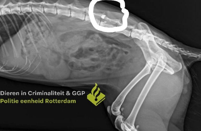 Kat overleden na beschieting met luchtbuks in Rozenburg
