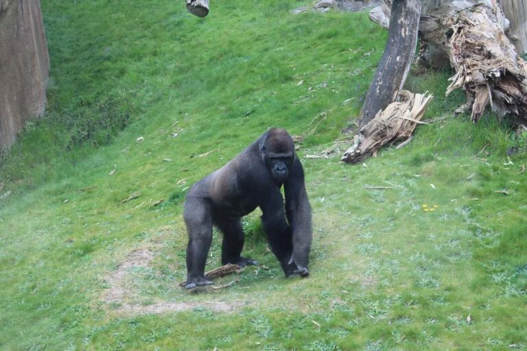 Leeuwen en gorilla’s in Blijdorp positief getest op corona