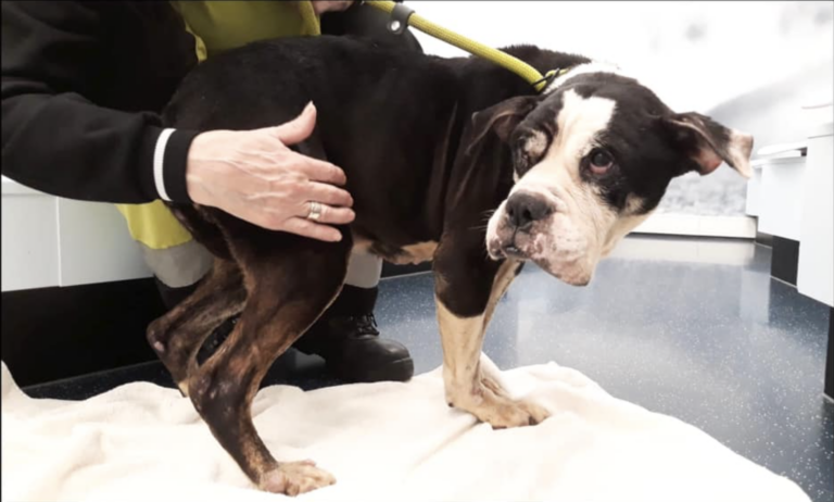 Politie op zoek naar eigenaar verwaarloosde gedumpte Bulldog in Rotterdam-Overschie