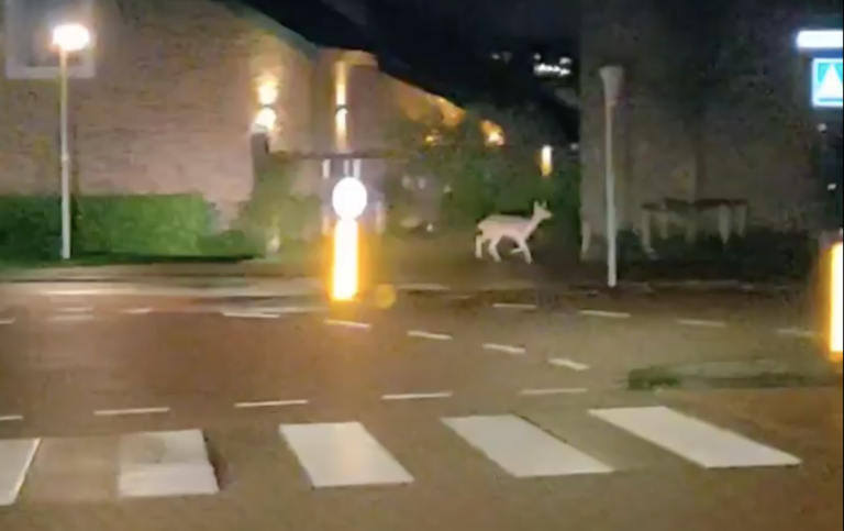 Politie ontvangt veel meldingen over loslopend damhert in Capelle aan den IJssel