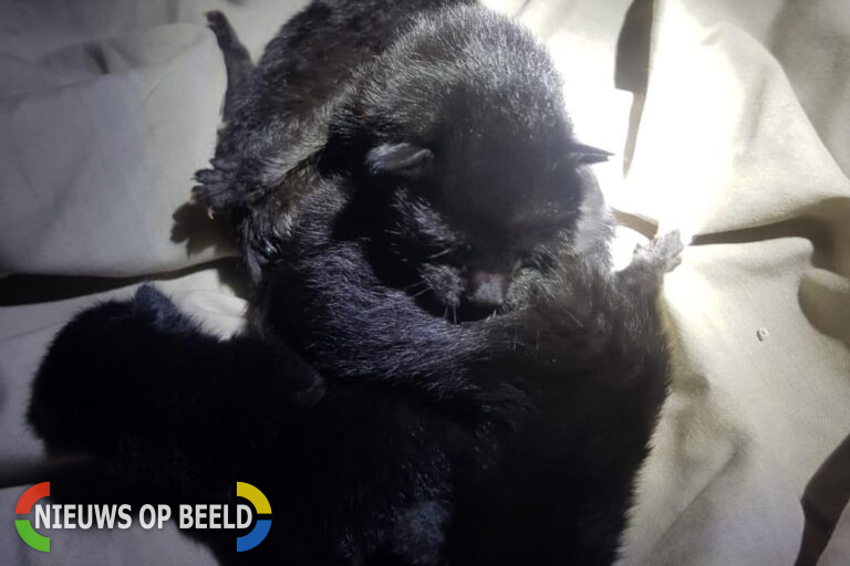 Brandweer haalt gedumpte kittens uit container Markt Krimpen aan de Lek