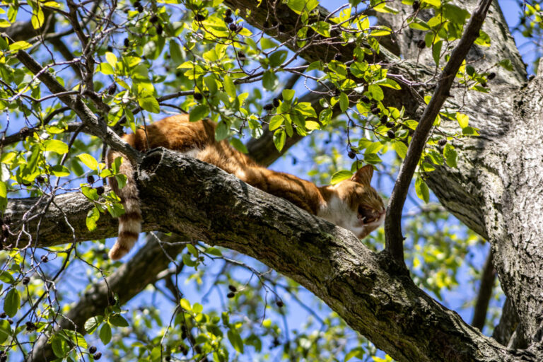Brandweer redt kat uit boom op Van Kinsbergenplaats in Vlaardingen