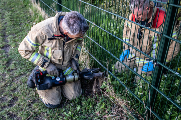 Brandweer haalt haas uit hek Heliushaven Hellevoetsluis