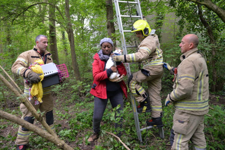 Kat Leo na drie dagen uit boom gered Veldkersweg Rotterdam