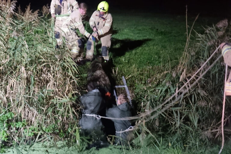 Schaap te water Oedenvliet Poortugaal