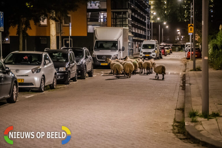 Kudde schapen verlaten plaats ongeval, politie start achtervolging in Rotterdam-Prinsenland