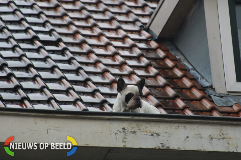 Hondje gaat op avontuur maar moet worden gered door de brandweer Geervlietstraat Rotterdam