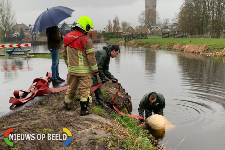 Zes schapen te water, vier overleden Breekade-pad Noord Krimpen aan den IJssel