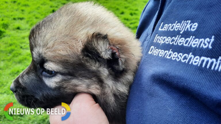 Politie en LID nemen piepjonge Anatolische herder in beslag na verminking