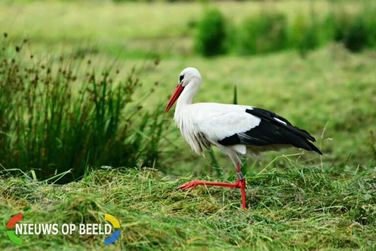 Ouders bevallen van dochtertje Bente op afrit A13 bij Delft