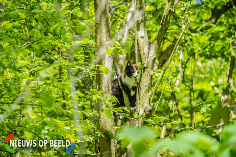 Brandweer haalt kat uit de boom Schollebos Capelle aan den IJssel