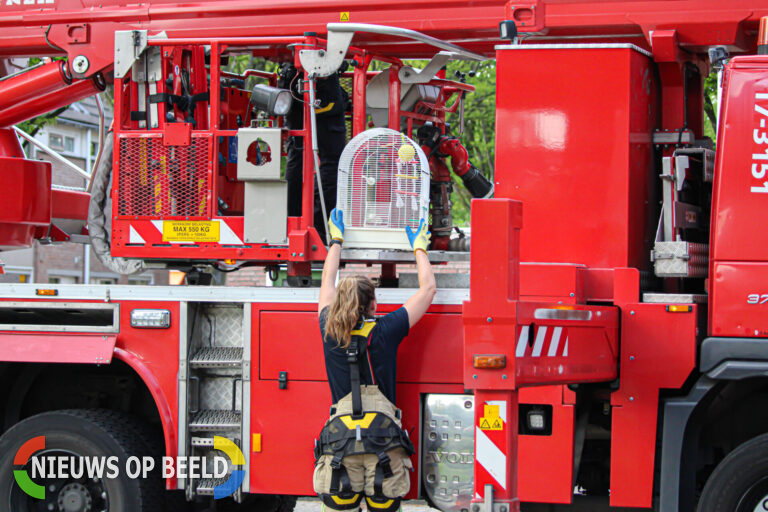 Brandweer redt ontsnapte papegaai uit een boom Riekvoorde Spijkenisse