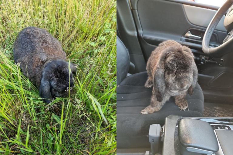Gedumpt of ontsnapt? Welk kindje is zijn Flappie kwijt in Rotterdam-Nesselande