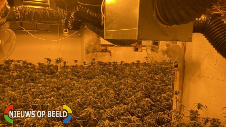 Hennepkwekerij met 1000 planten aangetroffen in pand Peuterdijk Herkingen