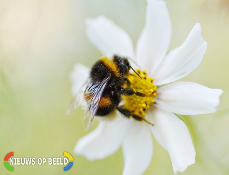 Wat is natupol bestuiving?