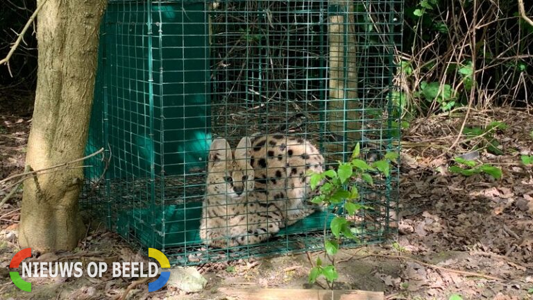 Serval gevangen in Ruigeplaatbos Hoogvliet