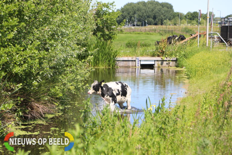Koeien gaan op avontuur in Wassenaar