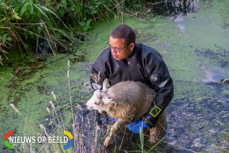 Brandweer haalt schaap uit de sloot Meeldijk Heenvliet