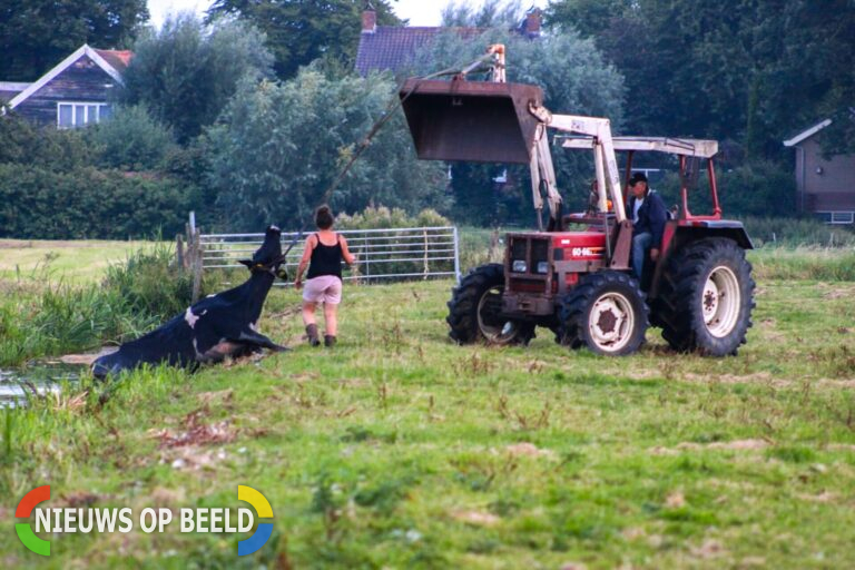 Boer heeft de brandweer niet nodig en redt eigen koe uit sloot Middelweg Spijkenisse