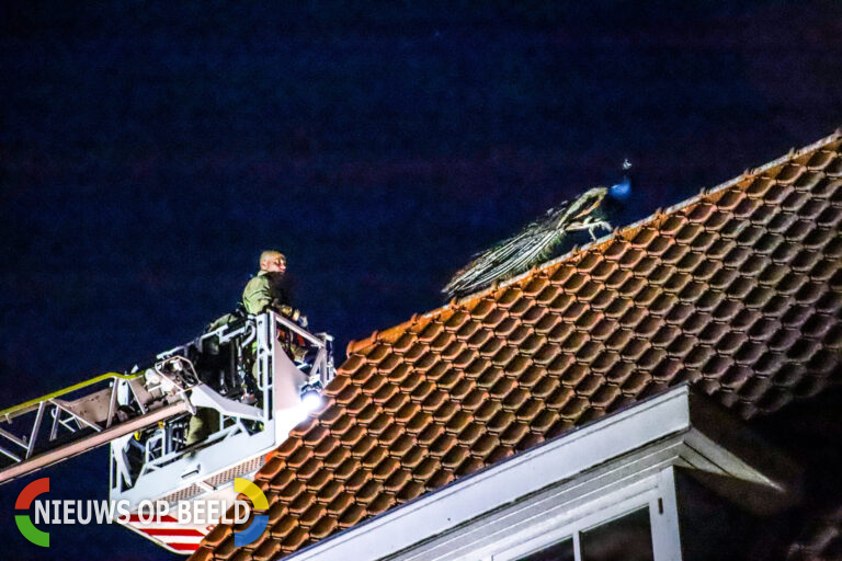 Brandweer probeert pauw van schooldak te krijgen Elzendaal Rotterdam